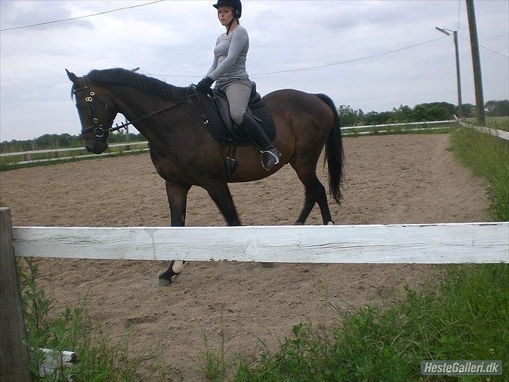Trakehner Pari Poll <3SOLGT&SAVNET!!<3 billede 5