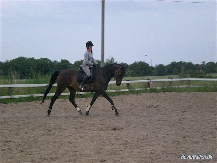 Trakehner Pari Poll <3SOLGT&SAVNET!!<3 billede 11