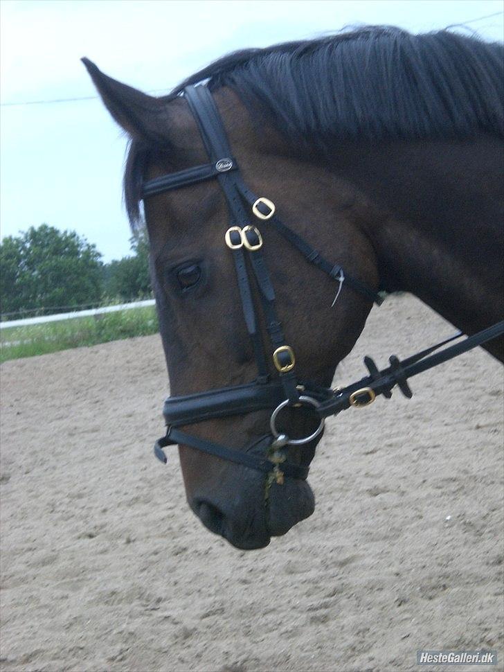 Trakehner Pari Poll <3SOLGT&SAVNET!!<3 billede 3