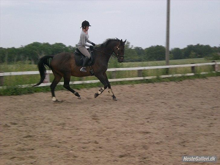 Trakehner Pari Poll <3SOLGT&SAVNET!!<3 billede 16