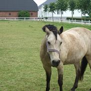 Welsh Pony (sec B) min dejlige pony kikki
