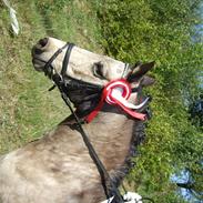 Welsh Pony (sec B) min dejlige pony kikki