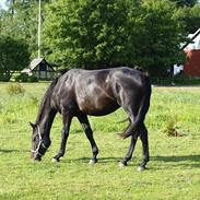 Oldenborg Overmoselund`s Cindy 