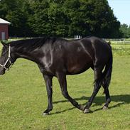 Oldenborg Overmoselund`s Cindy 