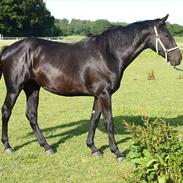 Oldenborg Overmoselund`s Cindy 