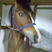 Anden særlig race Flying Fox