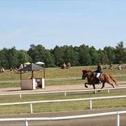 Islænder Sæll fra Hömluholti