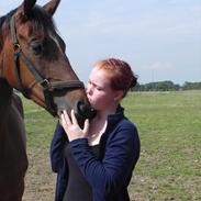 Dansk Varmblod Lucky Girl K (Gisle) STJERNE HEST