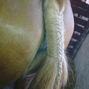 Anden særlig race Florina