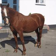 Anden særlig race Florina