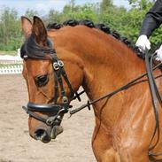 Arabisk fuldblod (OX) A/G´S Perfect Boye OX