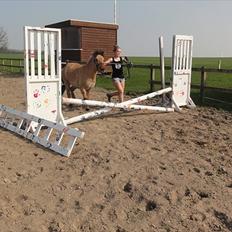 Anden særlig race Hestediscounts Perle 