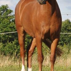 Welsh Pony (sec B) Laban