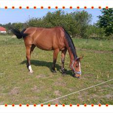 Dansk Varmblod Victoria Brunshøj