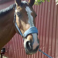 Dansk Varmblod Victoria Brunshøj