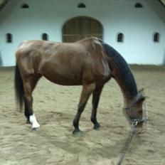 Dansk Varmblod Victoria Brunshøj