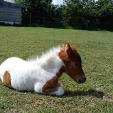 Dansk Miniature Bjørnsmindes Theodor