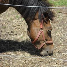 Anden særlig race Mia