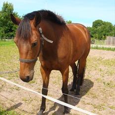 Pinto Nyøstergaards Malou