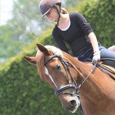 Pinto Red Coat Charfilo *Cody*