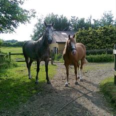 DSP Barbados min skønne pony <3<3