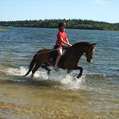 Anden særlig race Mitsy B pony