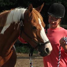 Hollandsk Sportspony Freja R.I.P..Savnes<3