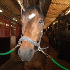 Dansk Varmblod Kasmo |MY EVERYTHING|
