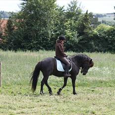 Islænder Fantur -Drømme-hesten-Savnet :'(