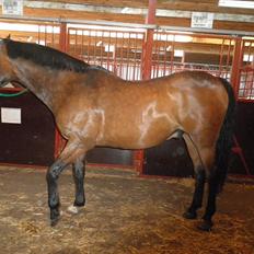 Dansk Varmblod Kasmo |MY EVERYTHING|
