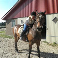 Dansk Varmblod Kasmo |MY EVERYTHING|