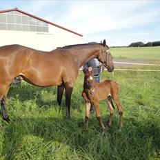 Dansk Varmblod Lyngbjergbos Romantika