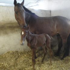 Dansk Varmblod Lyngbjergbos Romantika