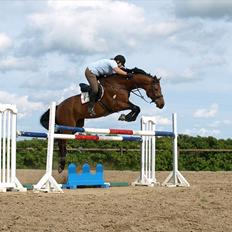 Dansk Varmblod  Willie *solgt*