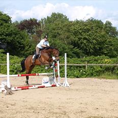 Dansk Varmblod  Willie *solgt*