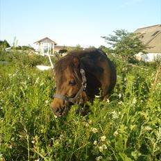 Shetlænder Viktoria