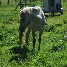 Islænder Nanna fra Hovborg