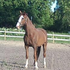 Hollandsk Varmblod WERONICA