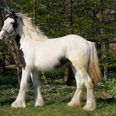 Tinker Hauge´s Aileen *solgt*