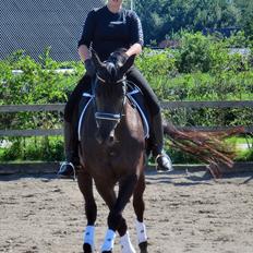 Trakehner Oriss