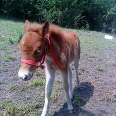 Anden særlig race Mickey