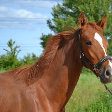 Dansk Varmblod J'adore