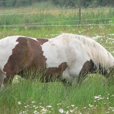 Irish Cob Frydendal's Liothlaith