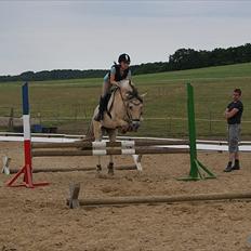 Fjordhest Cox Tidselbjerg*stjernen*