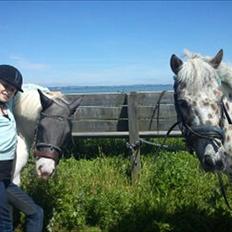 Knabstrupper spidi (søsters pony)