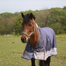 New Forest Lundgaards Kahlua - solgt :'(