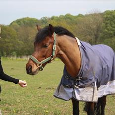 New Forest Lundgaards Kahlua - solgt :'(