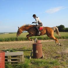 Polsk Varmblod Cynk Maly Cod <3 Solgt :'/