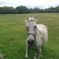 Dansk Varmblod Tequila