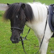 Anden særlig race Czami<3